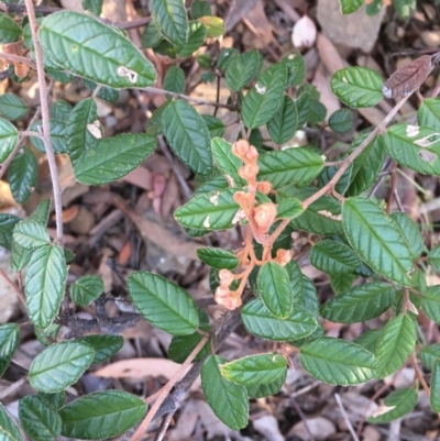 Pomaderris betulina (Birch Pomaderris) at Kowen Escarpment - 29 May 2021 by JaneR