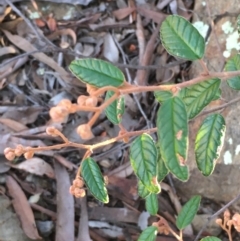 Pomaderris betulina at Kowen, ACT - 29 May 2021