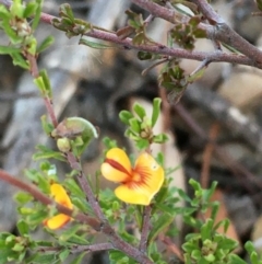 Pultenaea microphylla (Egg and Bacon Pea) at Kowen, ACT - 29 May 2021 by JaneR