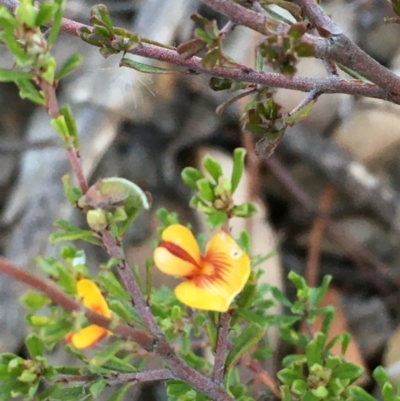 Pultenaea microphylla (Egg and Bacon Pea) at Kowen Escarpment - 29 May 2021 by JaneR