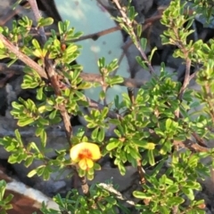 Pultenaea microphylla at Kowen, ACT - 29 May 2021