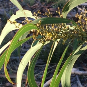 Acacia rubida at Kowen, ACT - 29 May 2021 04:06 PM