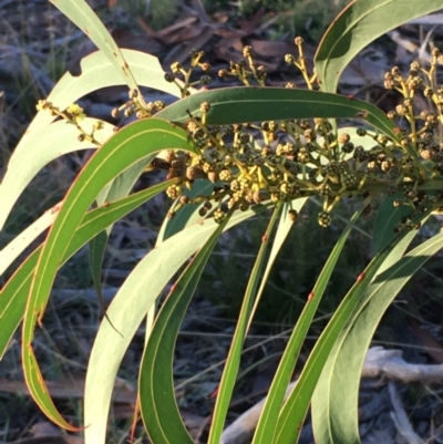 Acacia rubida (Red-stemmed Wattle, Red-leaved Wattle) at Kowen Escarpment - 29 May 2021 by JaneR