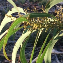 Acacia rubida (Red-stemmed Wattle, Red-leaved Wattle) at Kowen, ACT - 29 May 2021 by JaneR