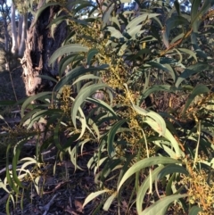 Acacia rubida at Kowen, ACT - 29 May 2021 04:06 PM