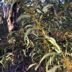 Acacia rubida at Kowen, ACT - 29 May 2021