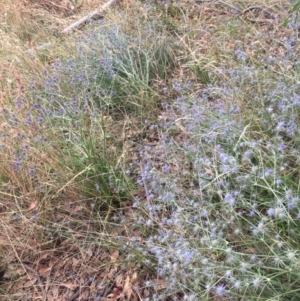 Eryngium ovinum at Murrumbateman, NSW - 28 Feb 2021