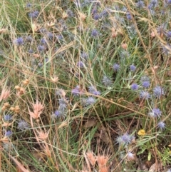 Eryngium ovinum at Murrumbateman, NSW - 28 Feb 2021