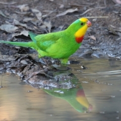 Polytelis swainsonii (Superb Parrot) at Lake Tuggeranong - 29 May 2021 by RodDeb