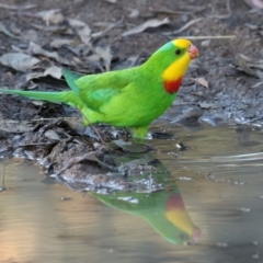 Polytelis swainsonii (Superb Parrot) at Kambah, ACT - 29 May 2021 by RodDeb