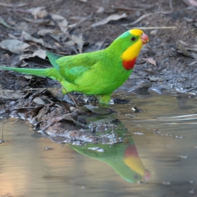 Polytelis swainsonii (Superb Parrot) at Lake Tuggeranong - 29 May 2021 by RodDeb