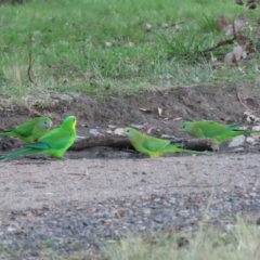 Polytelis swainsonii at Kambah, ACT - 29 May 2021