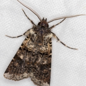 Agrotis porphyricollis at Melba, ACT - 16 Nov 2020