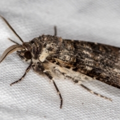 Agrotis porphyricollis at Melba, ACT - 16 Nov 2020 10:47 PM