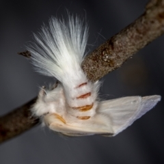 Trichiocercus sparshalli (Sparshall's Moth) at Melba, ACT - 16 Nov 2020 by Bron