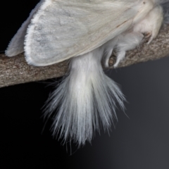 Trichiocercus sparshalli at Melba, ACT - 16 Nov 2020 11:44 PM