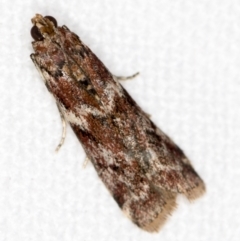 Ephestiopsis oenobarella (a Phycitine moth) at Melba, ACT - 16 Nov 2020 by Bron