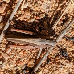 Cryptobothrus chrysophorus at Kambah, ACT - 30 May 2021