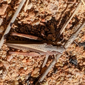 Cryptobothrus chrysophorus at Kambah, ACT - 30 May 2021 10:43 AM