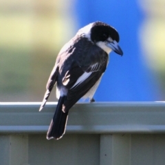 Cracticus torquatus (Grey Butcherbird) at Springdale Heights, NSW - 30 May 2021 by PaulF