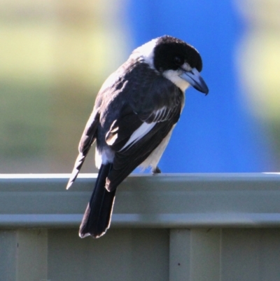 Cracticus torquatus (Grey Butcherbird) at Albury - 30 May 2021 by PaulF
