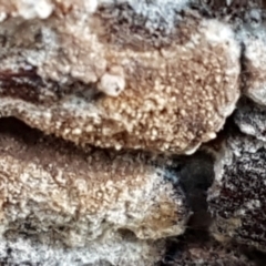 Unverified Other fungi on wood at Bruce, ACT - 30 May 2021 by trevorpreston