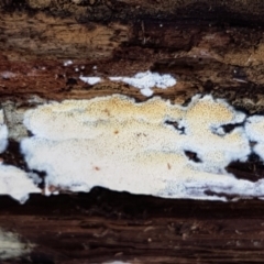 zz flat polypore - white(ish) at Bruce Ridge to Gossan Hill - 30 May 2021 by trevorpreston