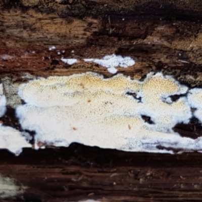 zz flat polypore - white(ish) at Bruce Ridge - 30 May 2021 by trevorpreston