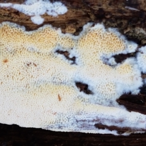 zz flat polypore - white(ish) at Bruce, ACT - 30 May 2021