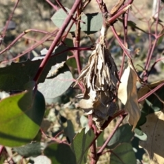 Hyalarcta huebneri (Leafy Case Moth) at Environa, NSW - 30 May 2021 by Wandiyali