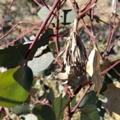 Hyalarcta huebneri (Leafy Case Moth) at QPRC LGA - 29 May 2021 by Wandiyali