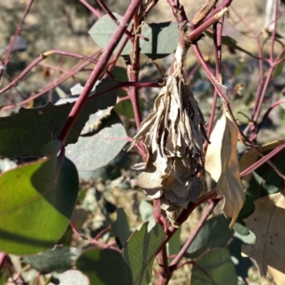 Hyalarcta huebneri (Leafy Case Moth) at QPRC LGA - 29 May 2021 by Wandiyali