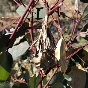 Hyalarcta huebneri at Environa, NSW - 30 May 2021