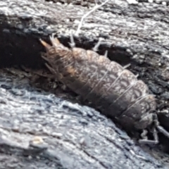 Porcellio scaber (Common slater) at Bruce, ACT - 30 May 2021 by tpreston