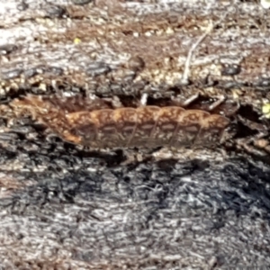 Porcellio scaber at Bruce, ACT - 30 May 2021 10:42 AM