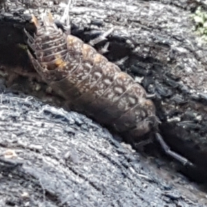 Porcellio scaber at Bruce, ACT - 30 May 2021 10:42 AM