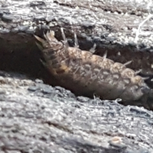 Porcellio scaber at Bruce, ACT - 30 May 2021