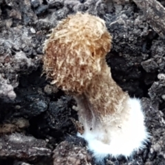 Unverified Fungus at Bruce, ACT - 30 May 2021 by trevorpreston