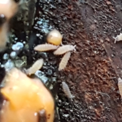 Collembola sp. (class) (Springtail) at Bruce Ridge to Gossan Hill - 30 May 2021 by trevorpreston