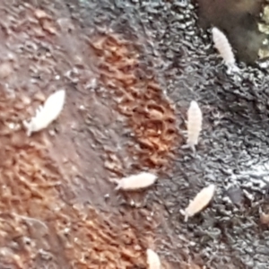 Collembola sp. (class) at Bruce, ACT - 30 May 2021