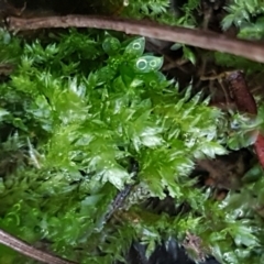 Bryaceae (family) (A moss) at Bruce Ridge to Gossan Hill - 30 May 2021 by trevorpreston