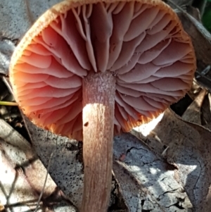 Laccaria sp. at Bruce, ACT - 30 May 2021