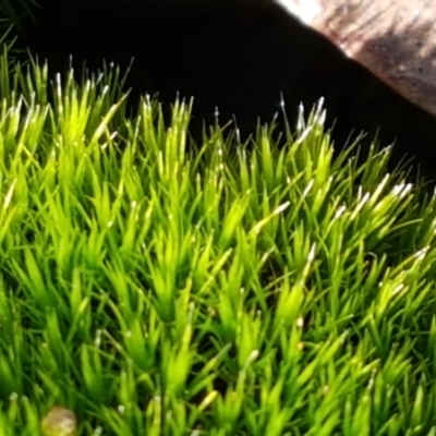 Campylopus (A moss) at Bruce Ridge - 30 May 2021 by trevorpreston