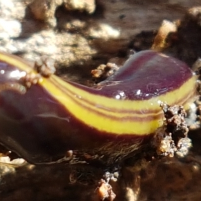 Caenoplana bicolor (Two-tone Planarian) at Bruce Ridge - 30 May 2021 by trevorpreston