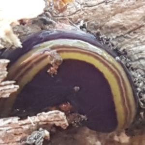 Caenoplana bicolor at Bruce, ACT - 30 May 2021