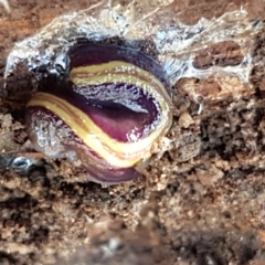 Caenoplana bicolor at Bruce, ACT - 30 May 2021