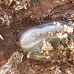 Caenoplana bicolor at Bruce, ACT - 30 May 2021