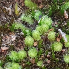 Fossombronia sp. (genus) (A leafy liverwort) at Bruce, ACT - 30 May 2021 by trevorpreston