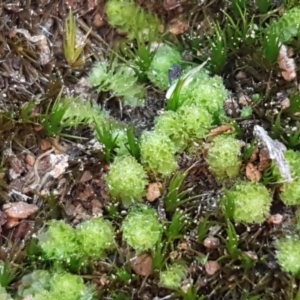 Fossombronia sp. (genus) at Bruce, ACT - 30 May 2021