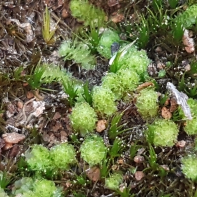 Fossombronia sp. (genus) (A leafy liverwort) at Bruce, ACT - 30 May 2021 by trevorpreston